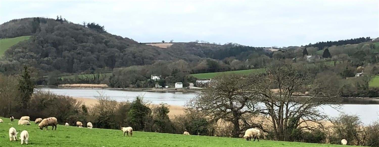North Hooe field with sheep and view of hills across the River Tamarr