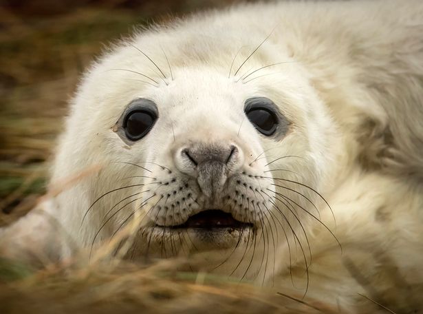 Baby seals at Donna Nook during November