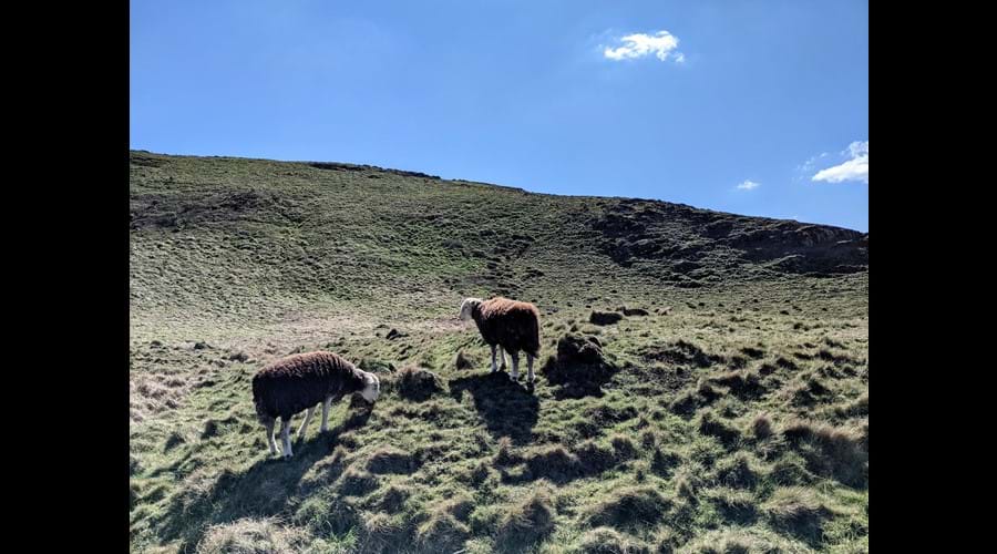 Hartland Quay to Hartland Point: gorgeous sheep sunning themselves