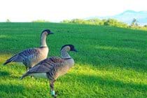 Highly endangered Nene Geese