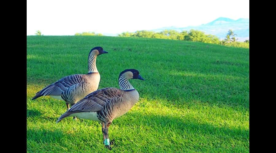 Highly endangered Nene Geese