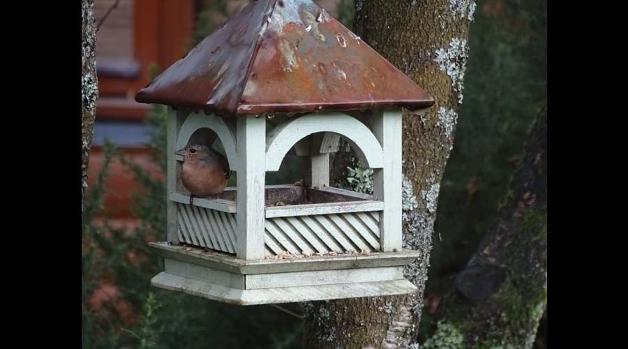 Birds visiting the garden