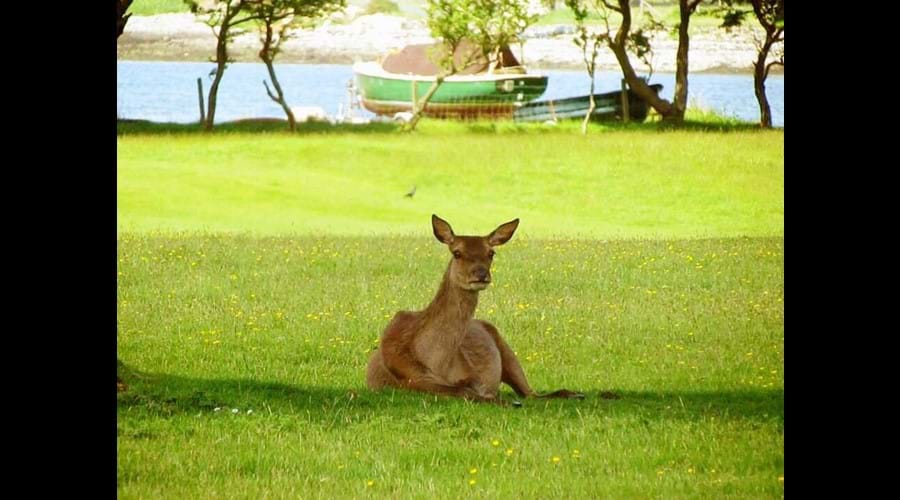 Deer at Lochranza