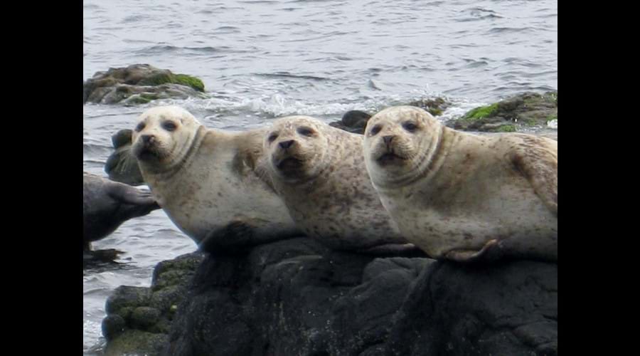 Seals at Kildonan