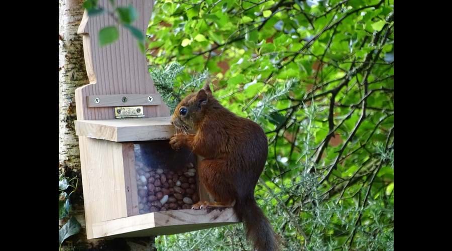 Enjoy feeding the red squirrels who visit the garden each day