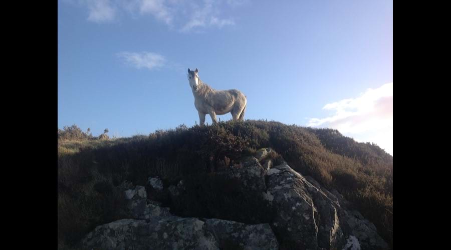 Connemara Pony on a hill above Clifden