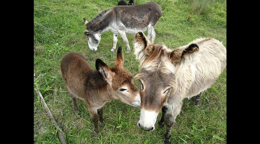 The Donkeys are very happy in Garafin