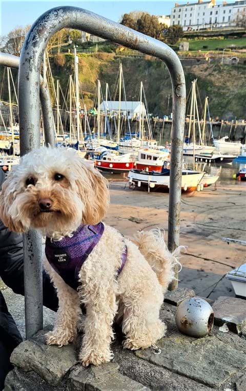 Dogs welcome by arrangement