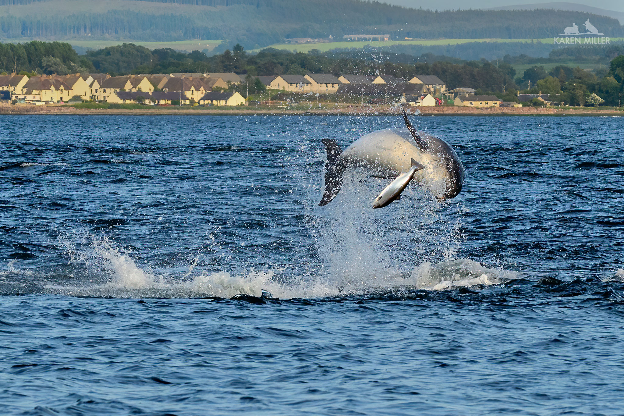 Dolphin at Chanonry Point