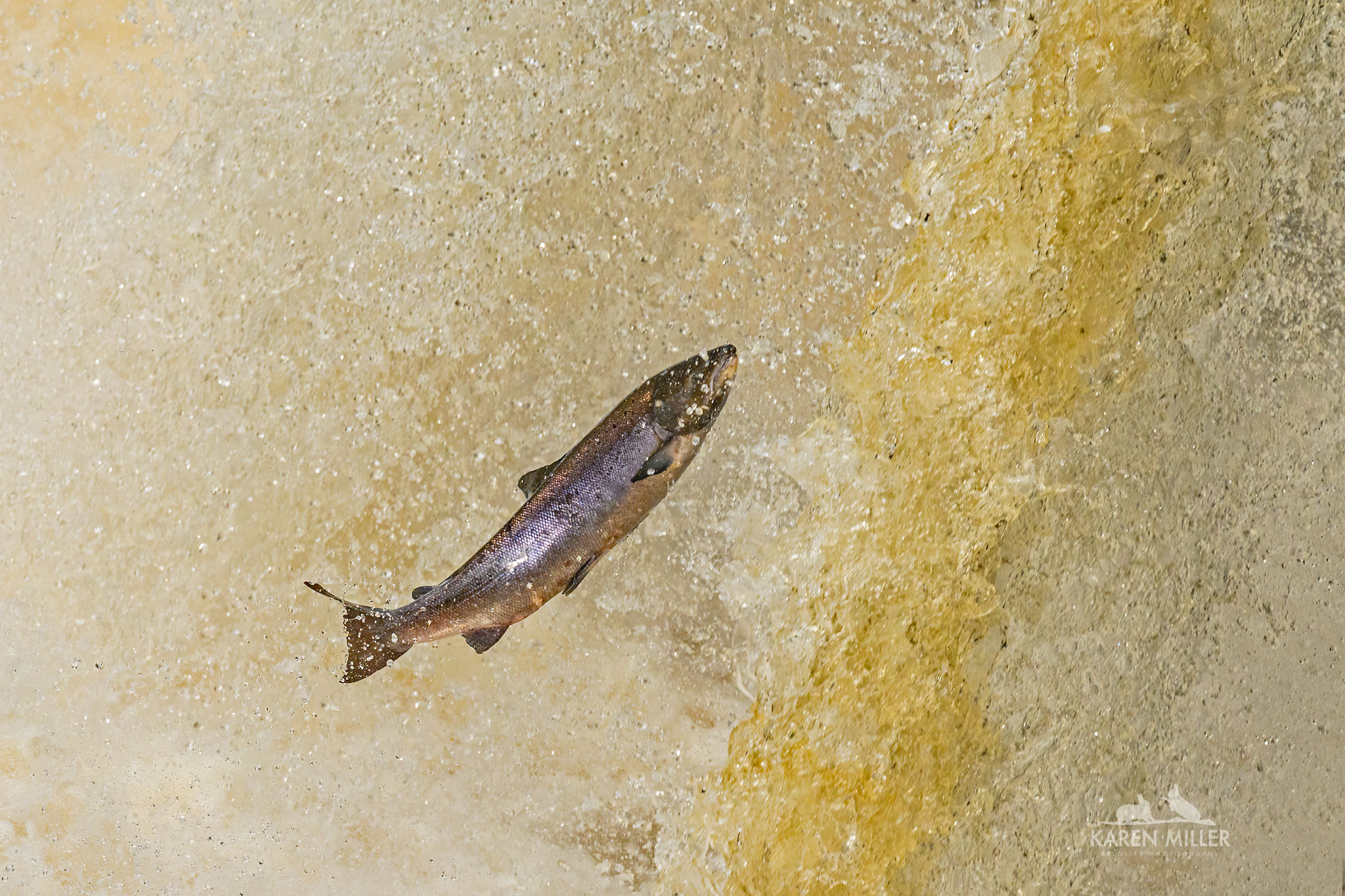 Leaping salmon at Rogie Falls