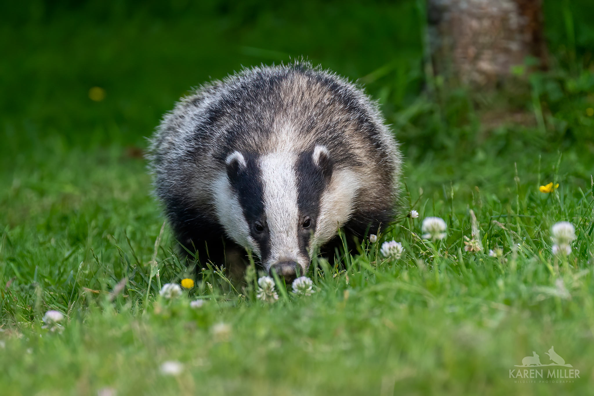 Garden badger (June 2023)