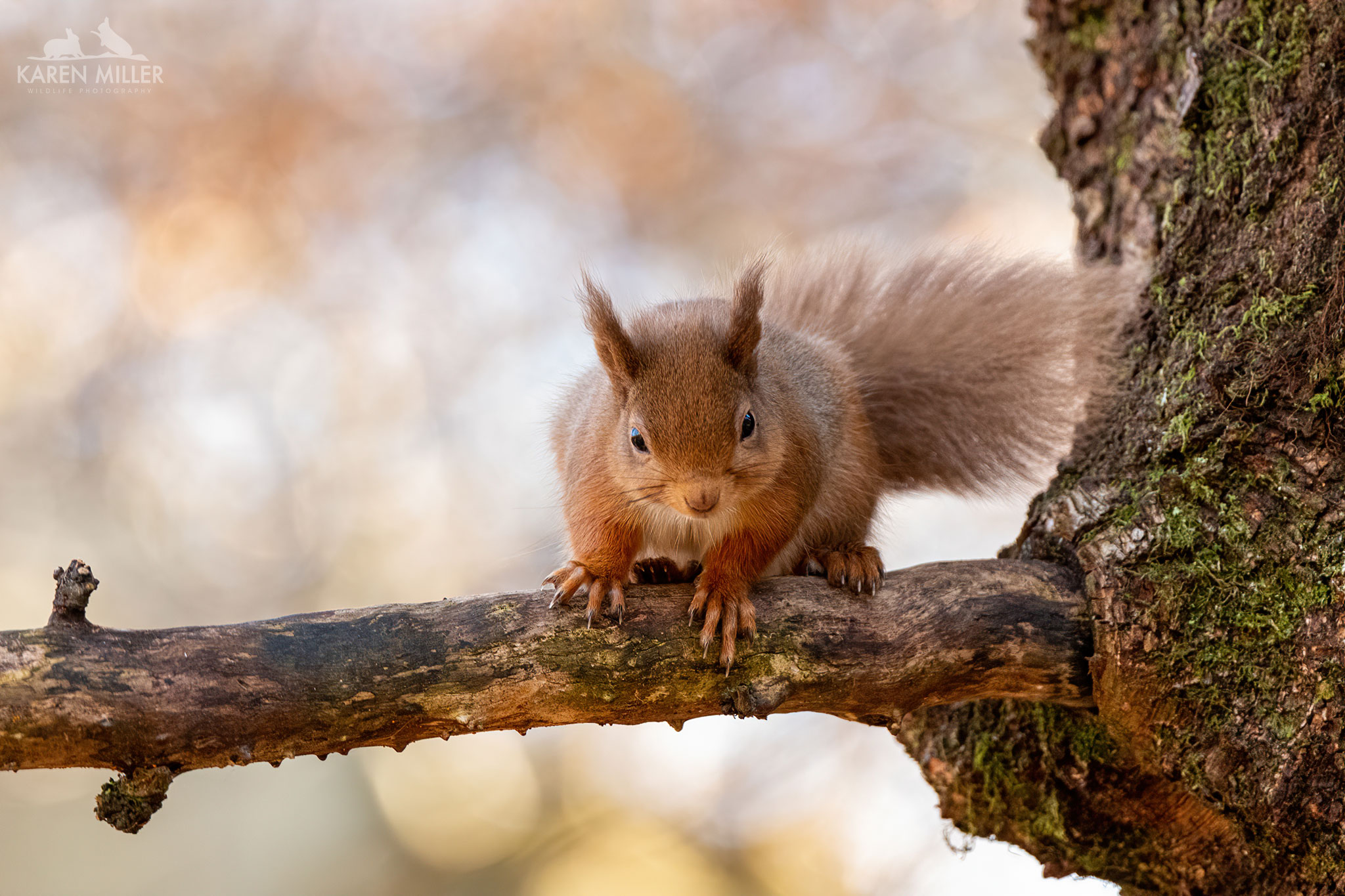 Red Squirrel