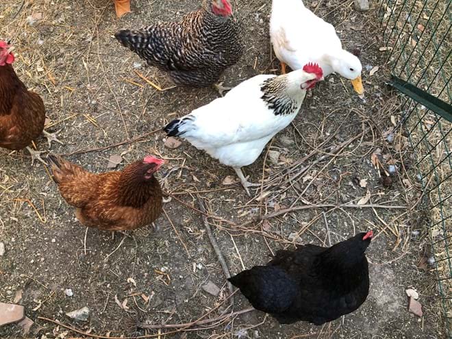 chucks and quacks