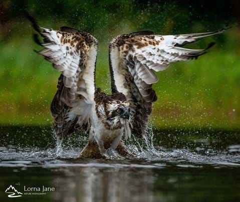 Osprey emerging from a dive at Rothiemurcus