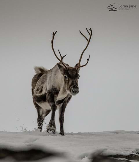 Cairngorm reindeer