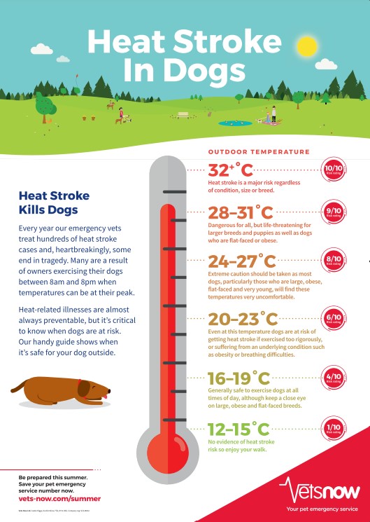 Heat Stroke in Dogs - Whitebeam Wood