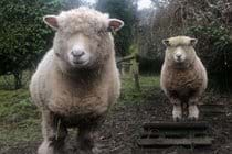 Sheep Elsie and Bessie - the resident sheep