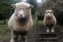 Elsie and Bessie - the resident sheep