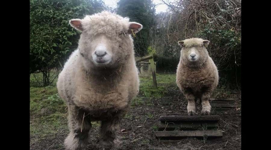 Sheep Elsie and Bessie - the resident sheep