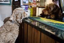 The very dog friendly Wye Knot Inn