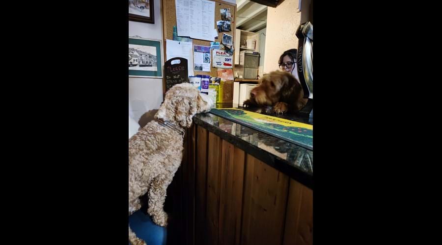 The very dog friendly Wye Knot Inn