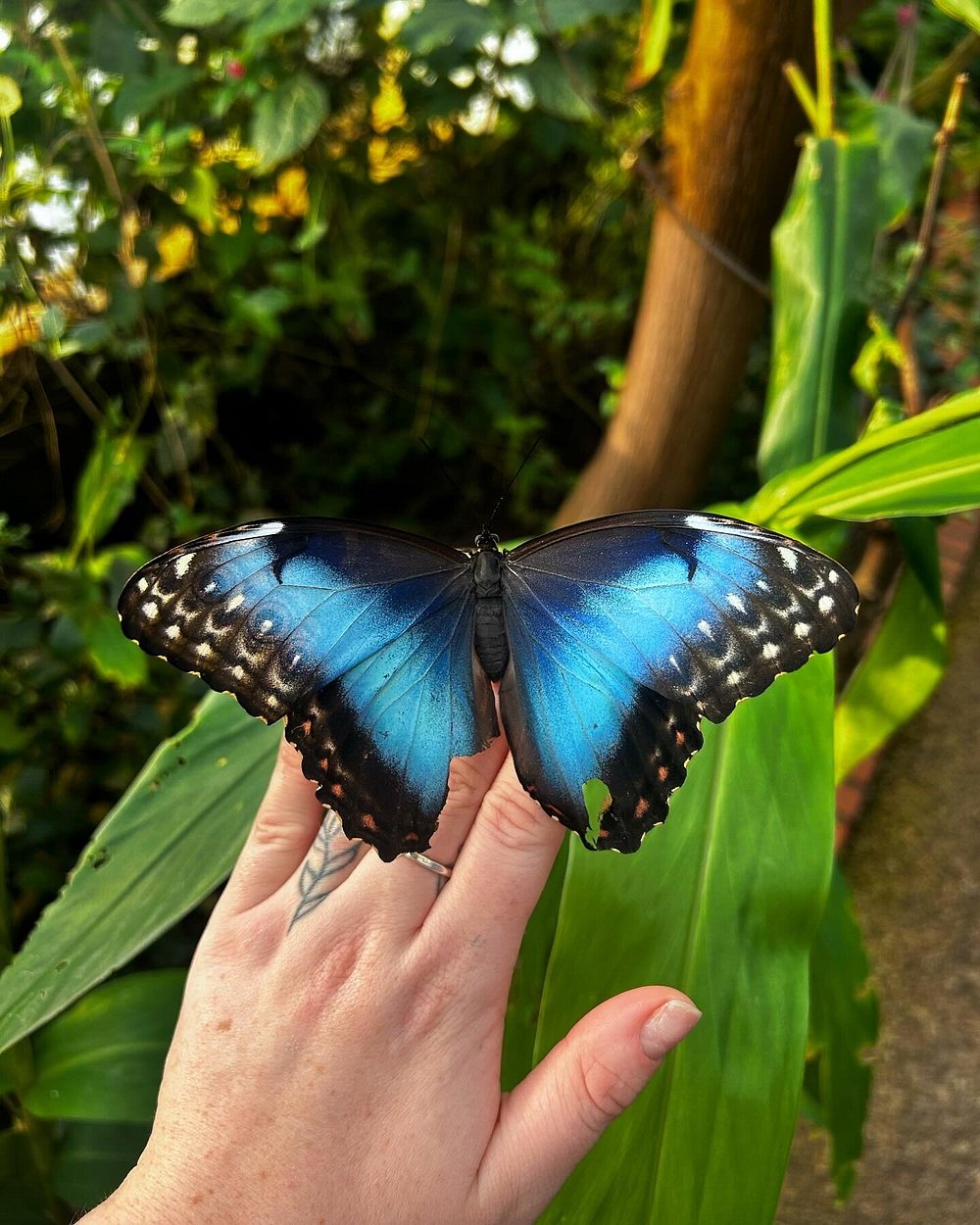 The very exotic Wye Valley Butterfly Zoo is just a 5 minute walk away, showcasing some stunning butterflies from around the World