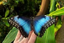 The very exotic Wye Valley Butterfly Zoo is just a 5 minute walk away, showcasing some stunning butterflies from around the World