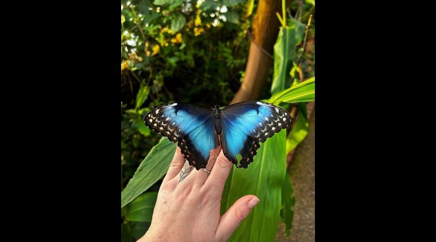 The very exotic Wye Valley Butterfly Zoo is just a 5 minute walk away, showcasing some stunning butterflies from around the World