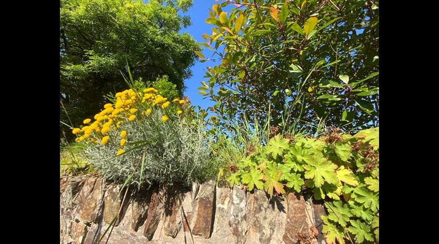 Spring , a view of the garden wall