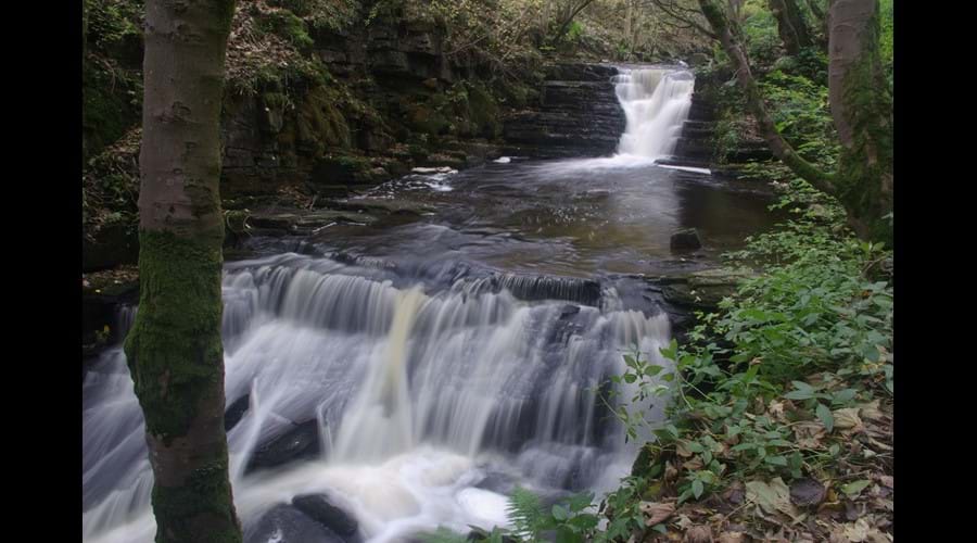 Slitt Wood near Westgate