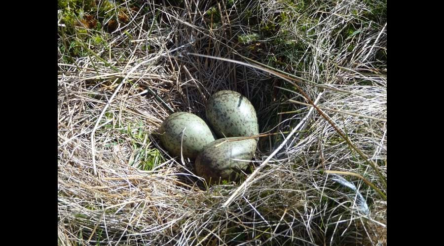 Curlew Eggs