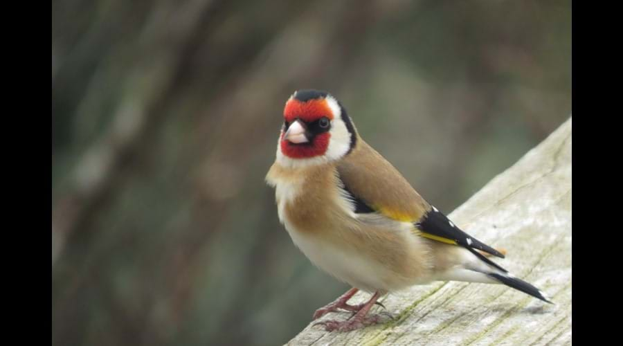 Goldfinch