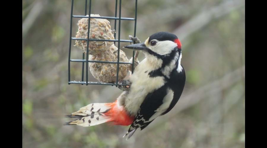 Greater Spotted Woodpecker