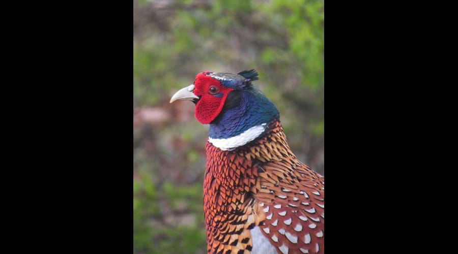 Male Pheasant