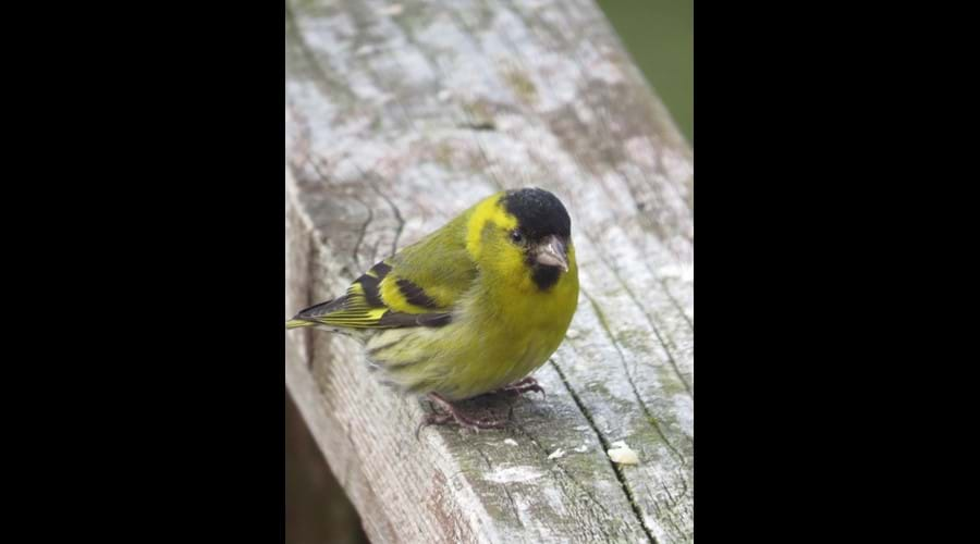 Siskin