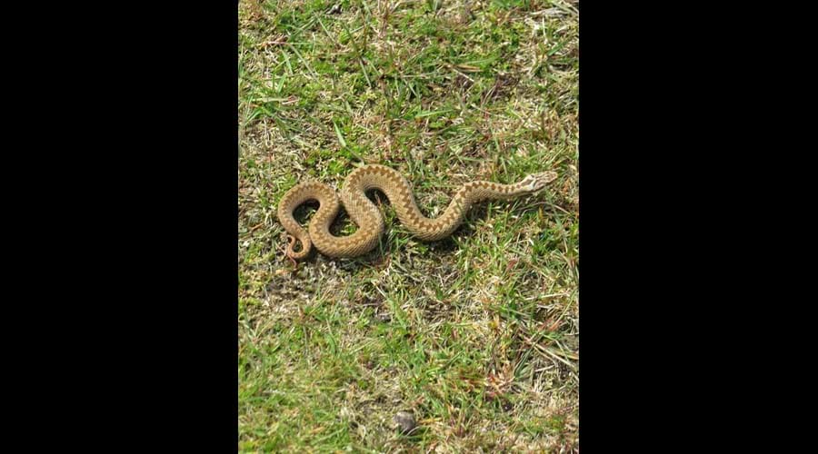 Female Adder