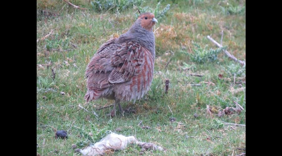 Grey Partridge