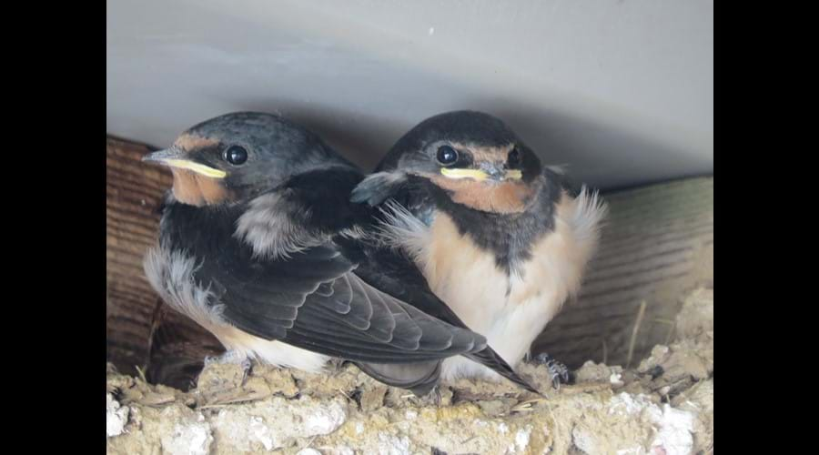 House Martin Chicks