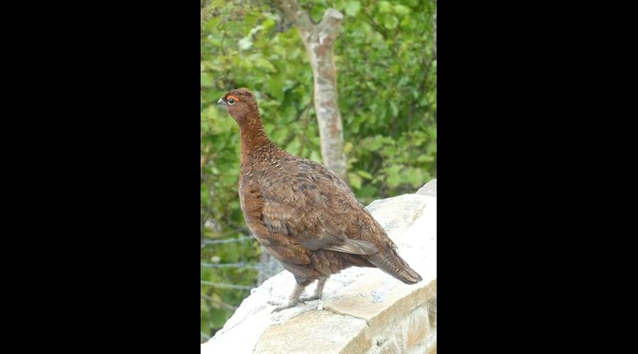 Red Grouse