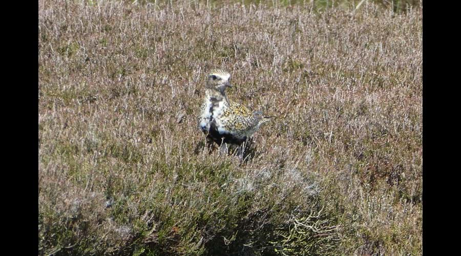 Golden Plover