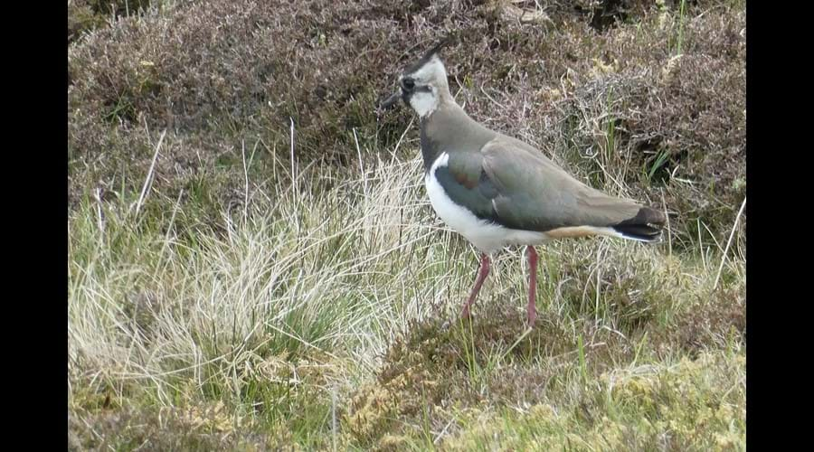 Lapwing