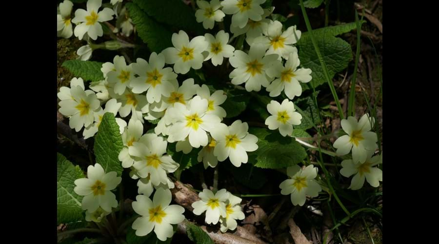 Wild Primrose