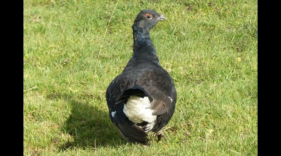 Black Grouse