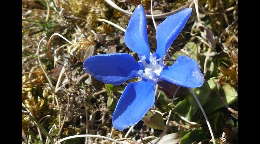 Spring Gentian in Teesdale (Very Rare)