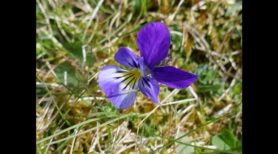 Mountain Pansy