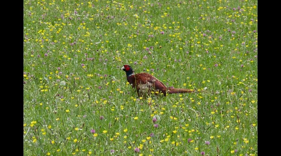 Pheasant