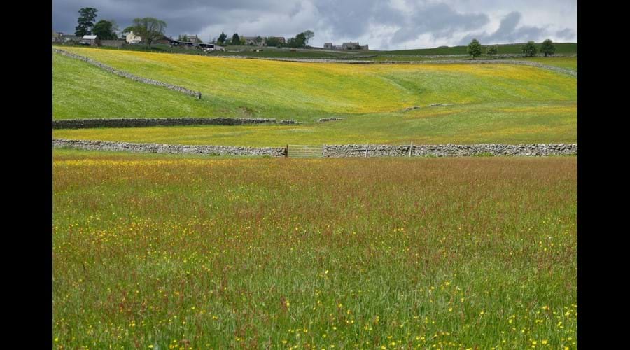 Wild Flower Meadow near Ireshopeburn