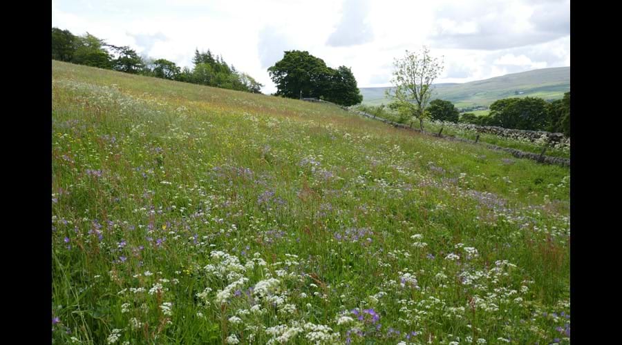 Wild Flower Meadow near Ireshopeburn