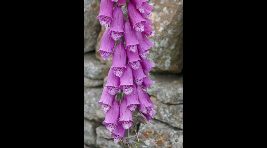 Foxglove