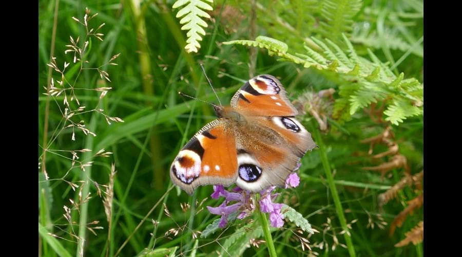 Peacock Butterfly